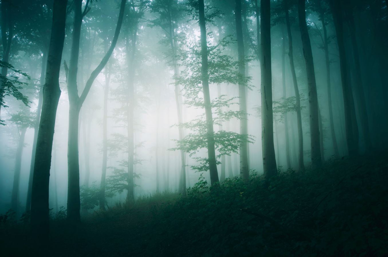 A fog-covered university courtyard