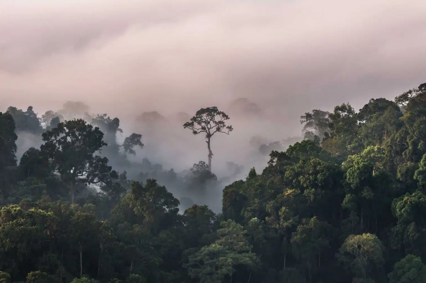 Thick fog covering the entire university campus